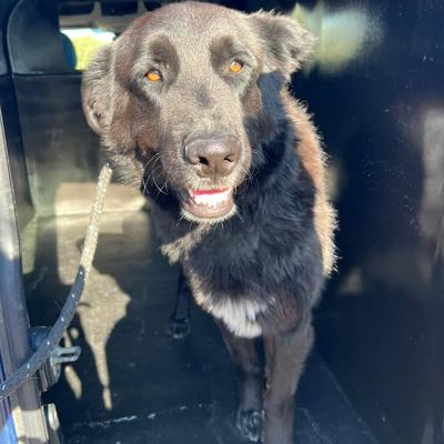 Hund „Großer“ sicher gerettet und auf dem Weg zu Sarah