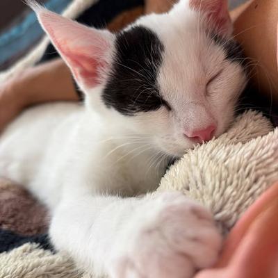 Katze Flint nach erfolgreicher Vermittlung glücklich integriert