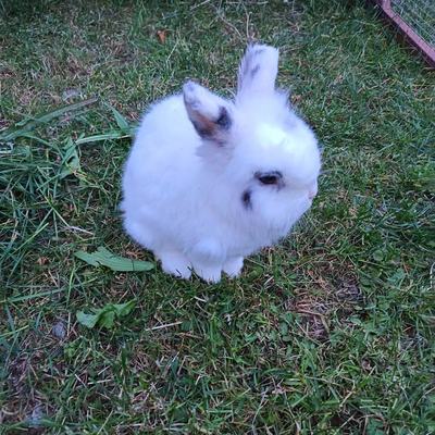 Kaninchen Bugs männlich kastriert sucht neues Zuhause