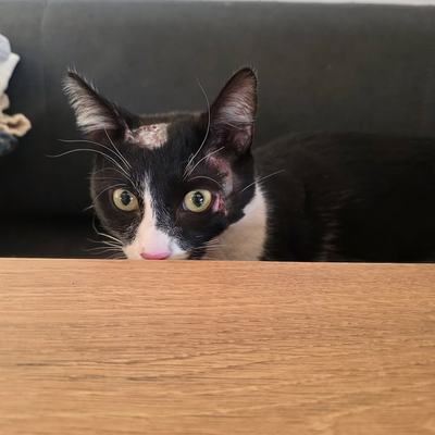 Katze Rio auf Genesung – späteres Zuhause gesucht