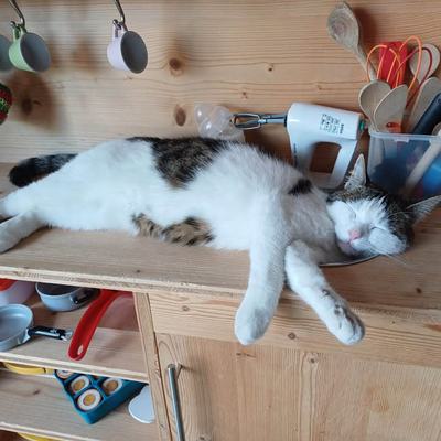 Pflegekatze Tilda glücklich im neuen Zuhause