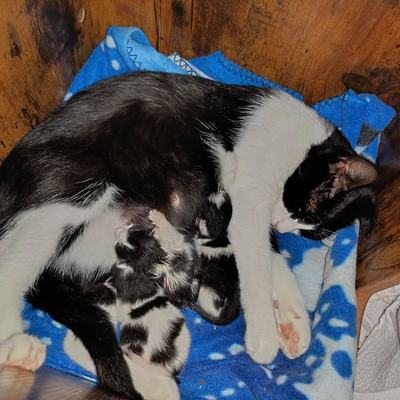 Katze Elinor mit ihren Kindern Tick, Trick und Track