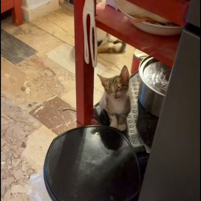Kätzchen sucht zu gleichaltriger Katze und paarweise Zuhause