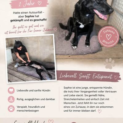 Hunde aus Ungarn suchen dringend ein Zuhause