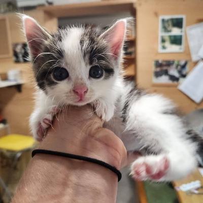 Katze Freya wird aktuell nicht vermittelt