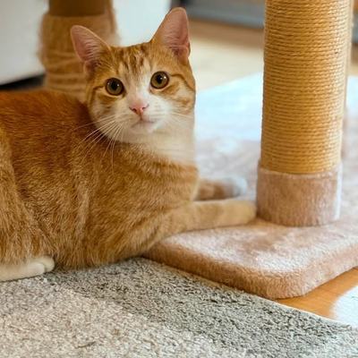 Kater Ruto sucht Zuhause mit sicherem Freigang