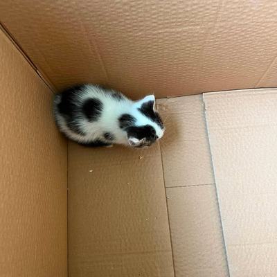 Katze Freya wird aktuell nicht vermittelt