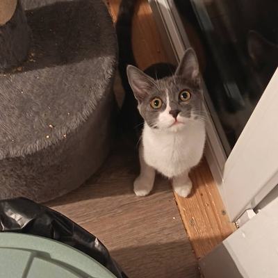 Katze Hazel sucht Zuhause zu gleichaltriger Zweitkatze