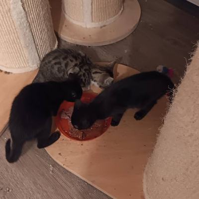 Katzen Kali und Bellatrix suchen gemeinsames Zuhause