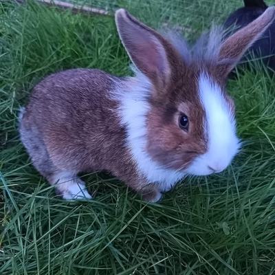 Kaninchen Logan und Madison suchen gemeinsam Zuhause