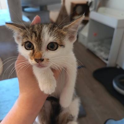 Katze Kitty mit Babys, paarweise oder zu gleichaltriger Katze