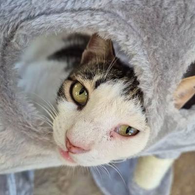 Sachspenden für Hunde und Katzen auf Kreta