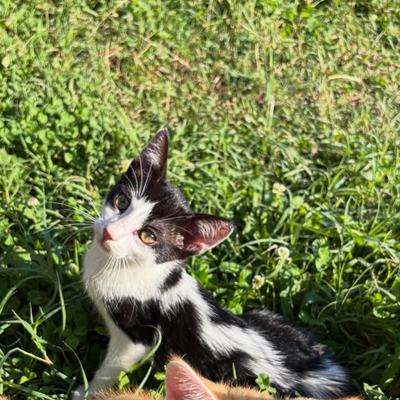 Kater Rio sucht Zuhause gemeinsam mit Mama Molly