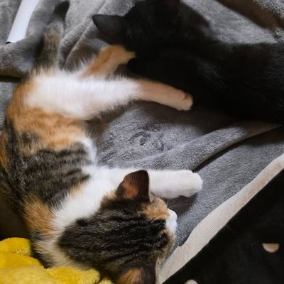 Katze Ida als energiegeladener und verschmuster Wirbelwind