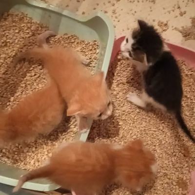 Handaufzuchten bei Katrin entwickeln sich prächtig