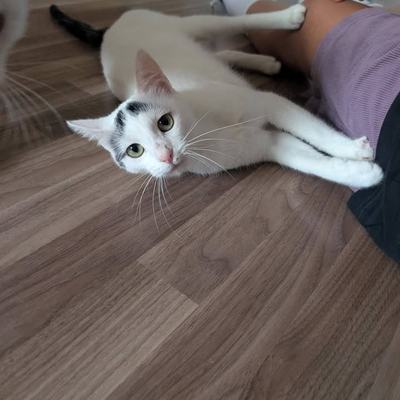 Katze Yuki & Sora suchen gemeinsam ein Zuhause