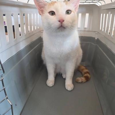Katze Serapis sucht Zuhause
