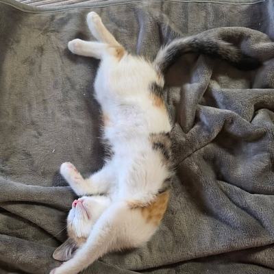 Katzen Rosi und Ida suchen gemeinsam ein Zuhause