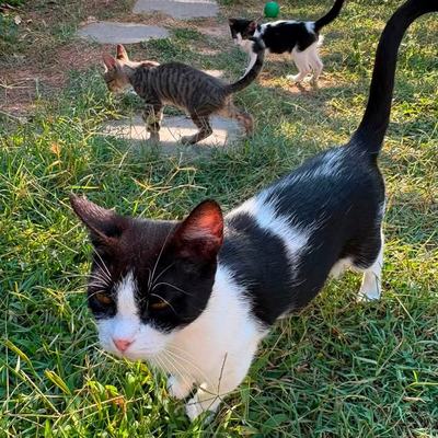 Katze Molly sucht Zuhause paarweise oder zu gleichaltriger Katze