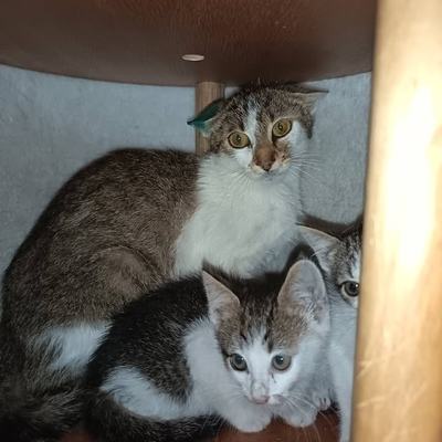 Katze Kitty mit Babys, paarweise oder zu gleichaltriger Katze