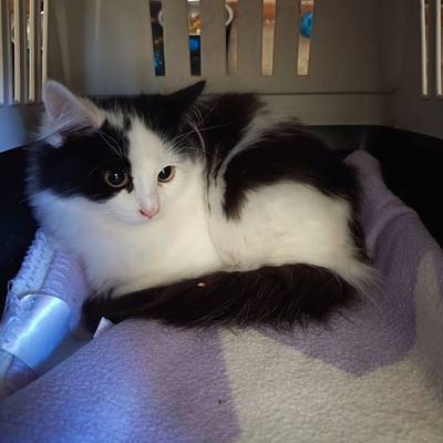 Kater Romeo sucht Zuhause als Zweitkatze