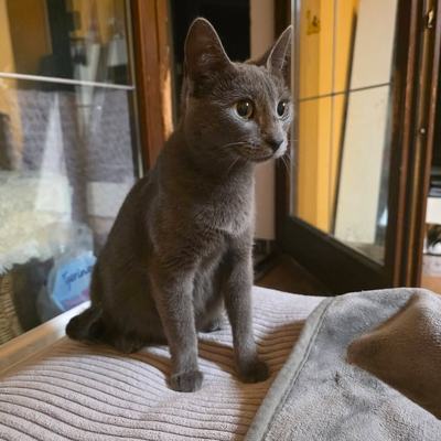 Pflegekatze Luna blaugrau, hochtragend, in Pflegestelle