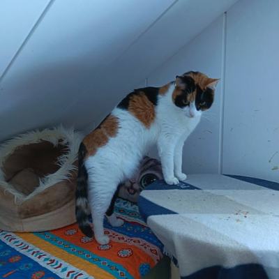 Mina und Nelly, Katzen, suchen ein Zuhause