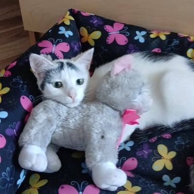 Katze Yuki & Sora suchen gemeinsam ein Zuhause