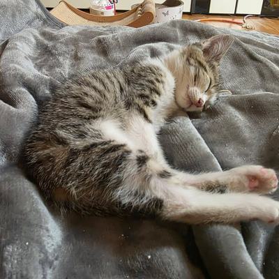 Katzen Rosi und Ida suchen gemeinsam ein Zuhause