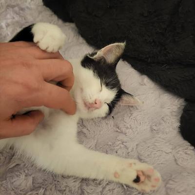 Drei Katzen zu gleichaltriger oder älterer Katze suchen Zuhause