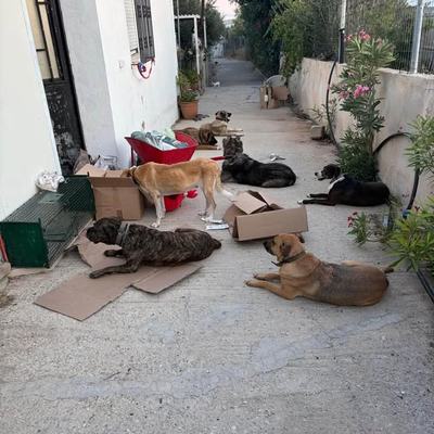 Sachspenden für Hunde und Katzen im Tierschutz Kreta