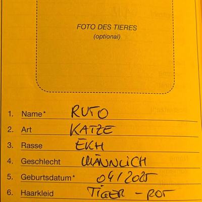 Kater Ruto sucht Zuhause mit sicherem Freigang