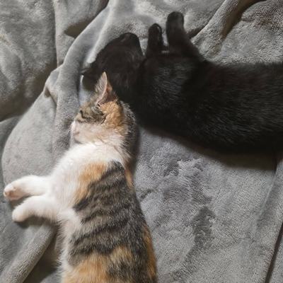 Katze Ida als energiegeladener und verschmuster Wirbelwind