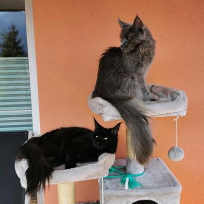 Maine-Coon-Katzen Amy & Daisy – Vermittlung aus Wattens