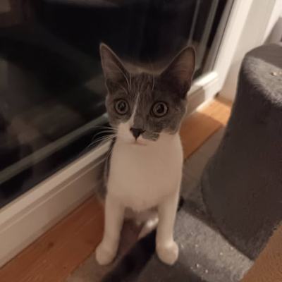 Katze Hazel sucht Zuhause zu gleichaltriger Zweitkatze
