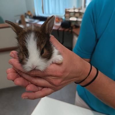 Kaninchenbabys Vermittlung durch Tierschutz Libelle