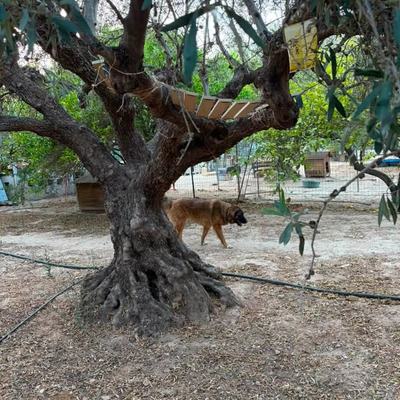 Katzenbereich auf Kreta wird sicherer und abwechslungsreicher