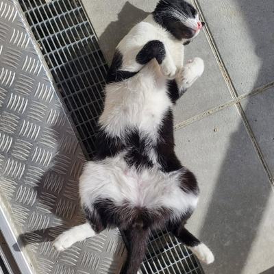 Katze Rio genießt entspannt die Sonne