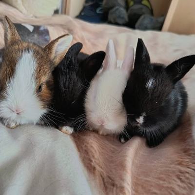 Kaninchenbabys Vermittlung durch Tierschutz Libelle