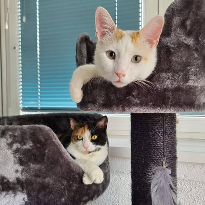 Katzenpaar Serapis & Rio nur zusammen zu vermitteln