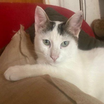 Felix (Titelbild)