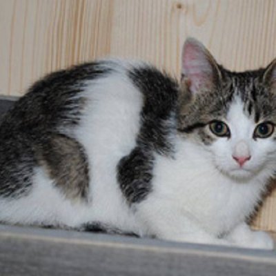 Fibi, Tyson, Coco, Felix und Jerry (Titelbild)