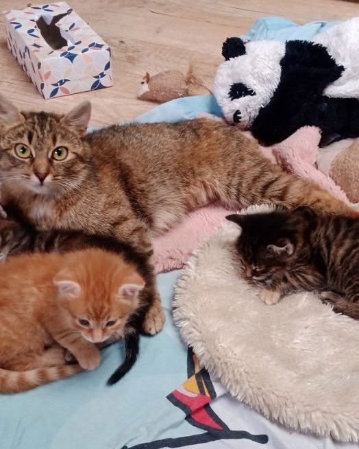 Flame, Felia, Frieda und Filomena