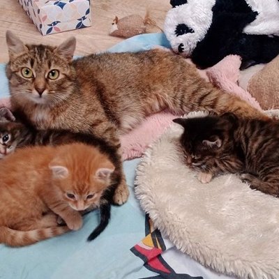 Flame, Felia, Frieda und Filomena (Titelbild)