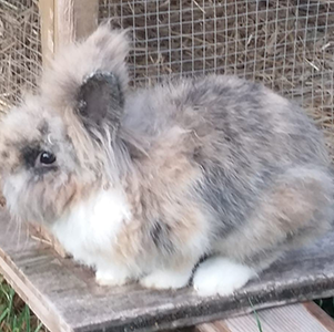 Freya und Odin