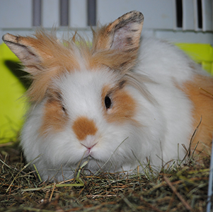 Freya und Odin – freya-odin2.png