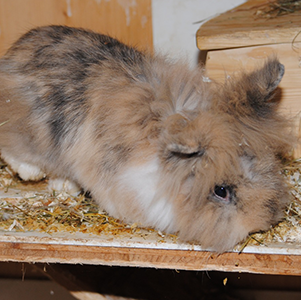 Freya und Odin