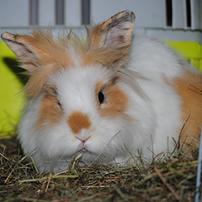 Freya und Odin (Titelbild)