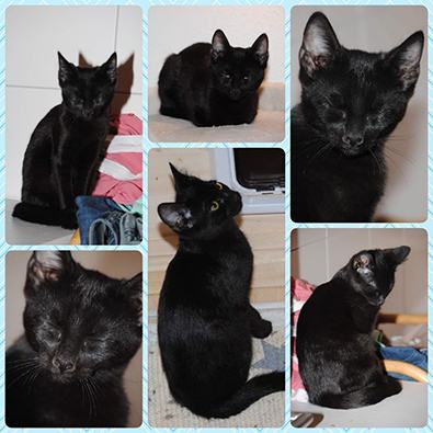 Mara, Mischa, Midnight, Mona-Lisa, Funny und Sammy