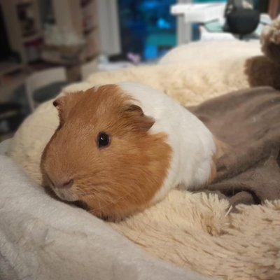 Gerri und Helli (Titelbild)